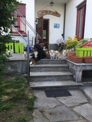 B&B Il Tempo Del Sogno Con Cani E Gatti Pet&Breakfast บาเวโน ภายนอก รูปภาพ
