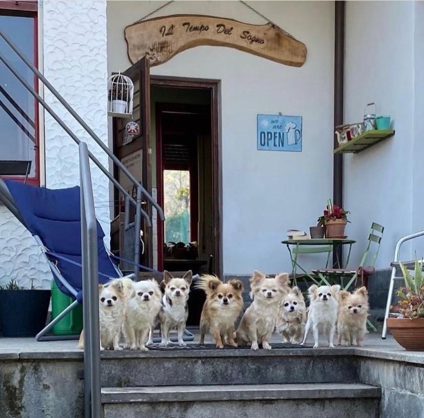 B&B Il Tempo Del Sogno Con Cani E Gatti Pet&Breakfast บาเวโน ภายนอก รูปภาพ